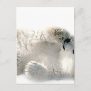 Postal Oso Polar Cub Cute Animal Ártico Congelado Inviern