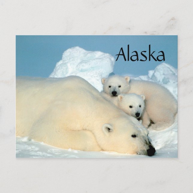 Postal Oso polar de Alaska con poste de cachorros (Anverso)