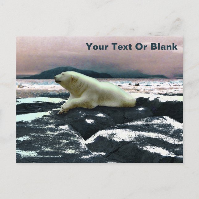 Postal Oso polar de fusión de primavera (Anverso)