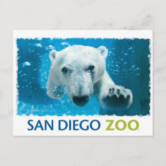 Postal Oso Polar del Zoo de San Diego