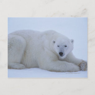 Postal Oso polar descansando en nieve