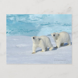 Postal Oso polar, dos tazas en hielo de paquete, Ursus