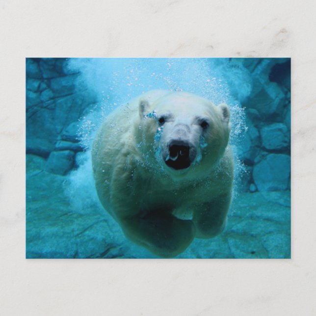 Postal Oso polar en agua (Anverso)