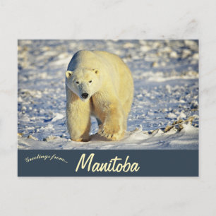 Postal Oso Polar en Churchill Manitoba Canadá