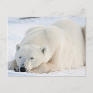 Postal Oso polar en invierno