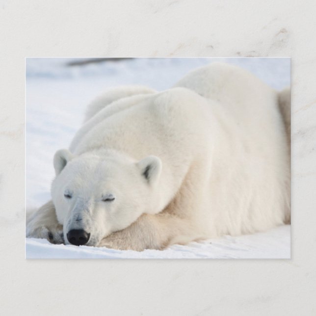 Postal Oso polar en invierno (Anverso)