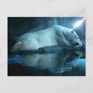Postal Oso Polar En La Postcarta De La Oración 2