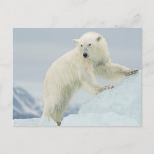 Postal Oso polar en verano