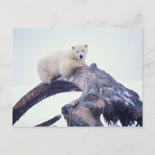 Postal Oso polar encima de un hueso de mandíbula de balle