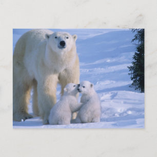 Postal Oso polar femenino que se coloca con 2 Cubs en