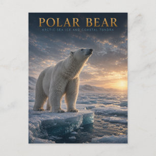 Postal Oso Polar Hielo Marino Ártico ANIMALES