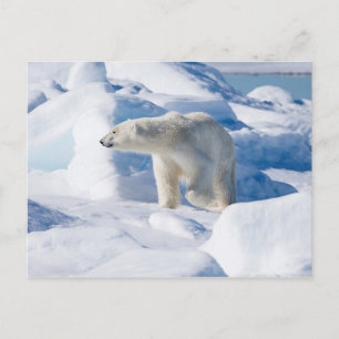 Postal Oso polar macho joven