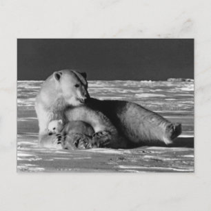 Postal Oso polar madre vintage USA Alaska