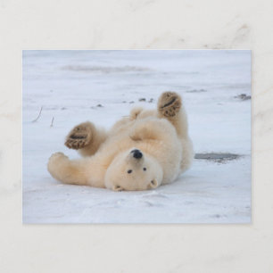 Postal oso polar, maritimus del Ursus, cachorro que rueda
