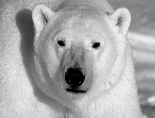 Oso Polar Blanco Y Negro