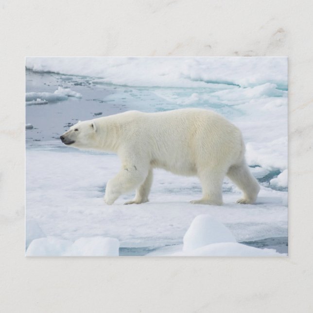 Postal Oso polar que camina, Noruega (Anverso)