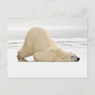 Postal Oso polar rascándose en la tundra congelada