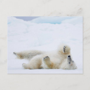 Postal Oso polar rodando en la nieve, Noruega