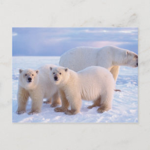 Postal Oso polar sembrado con cachorros en hielo empacado
