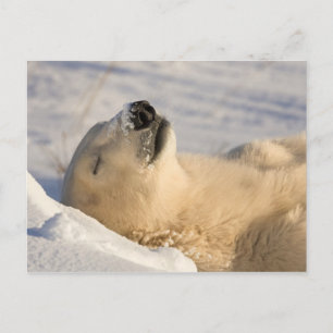 Postal Oso Polar Siesta