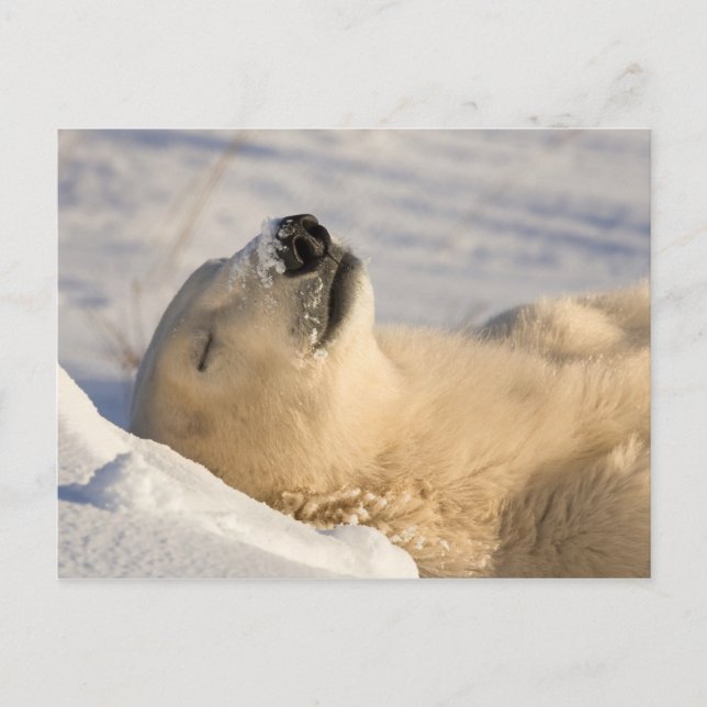 Postal Oso Polar Siesta (Anverso)