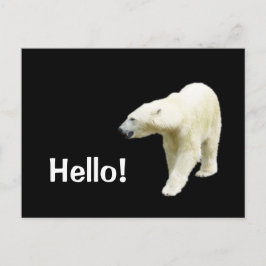 Postal Oso Polar sobre el Hola Negro