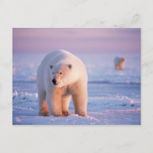 Postal oso polar, Ursus maritimus