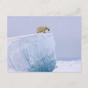 Postal oso polar, Ursus maritimus