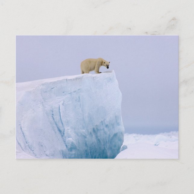 Postal oso polar, Ursus maritimus (Anverso)