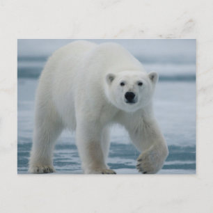 Postal Oso polar, Ursus Maritimus, adulto