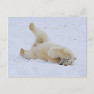 Postal oso polar, Ursus maritimus, cachorro rodando