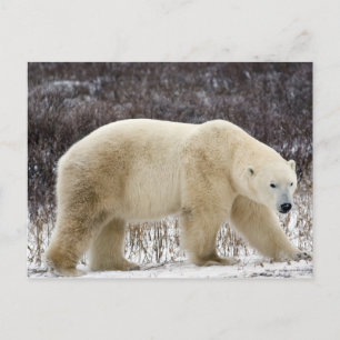 Postal Oso Polar Ursus maritimus) en Churchill