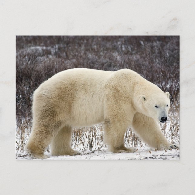 Postal Oso Polar Ursus maritimus) en Churchill (Anverso)