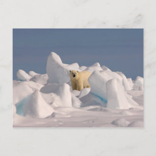 Postal oso polar, Ursus maritimus, en hielo áspero