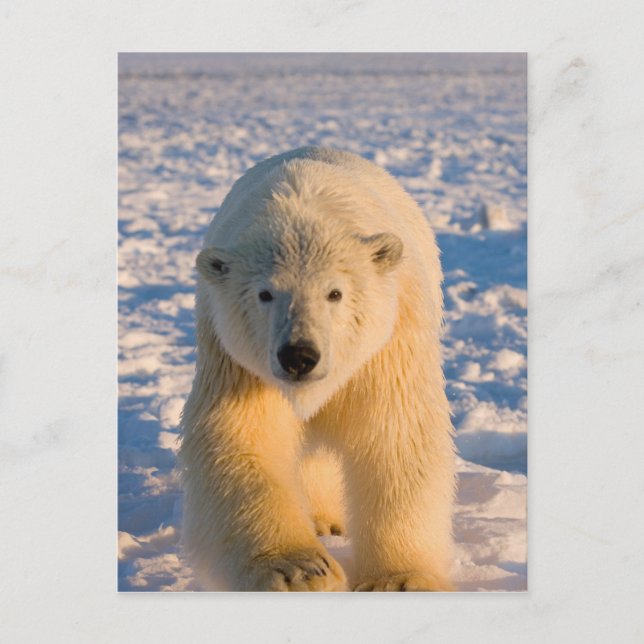 Postal oso polar, Ursus maritimus, oso polar sobre hielo (Anverso)