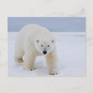 Postal oso polar, Ursus maritimus, sobre hielo y nieve,