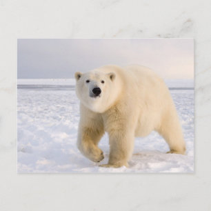 Postal oso polar, Ursus maritimus, sobre hielo y nieve, 2