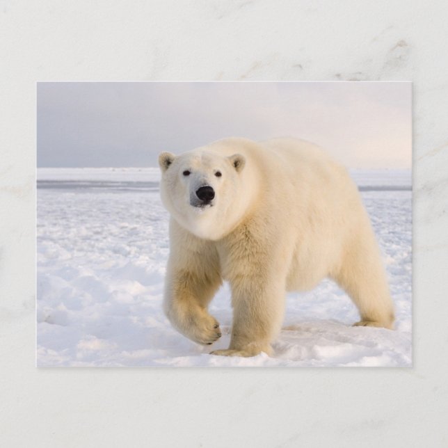 Postal oso polar, Ursus maritimus, sobre hielo y nieve, 2 (Anverso)