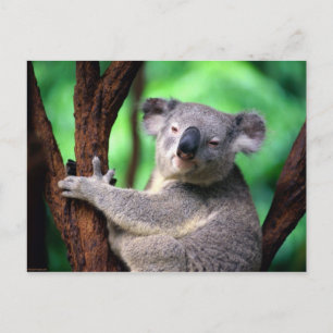 Postal Oso Postcard-Koala
