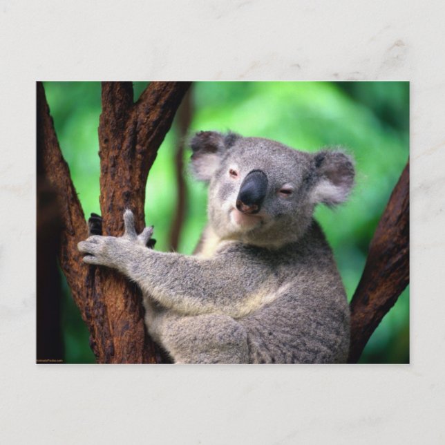 Postal Oso Postcard-Koala (Anverso)