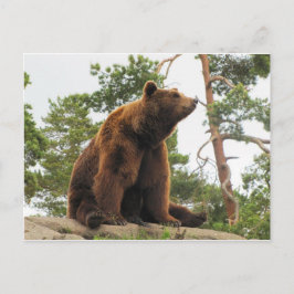 POSTAL OSO SENTADO EN UNA ROCA