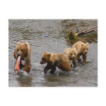 Oso y 3 cachorros, Brooks Falls Alaska