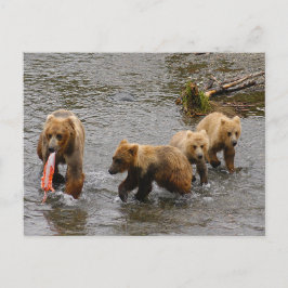 Postal Oso y 3 cachorros, Brooks Falls Alaska
