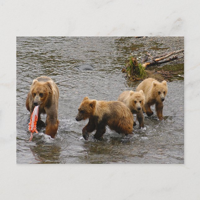 Postal Oso y 3 cachorros, Brooks Falls Alaska (Anverso)
