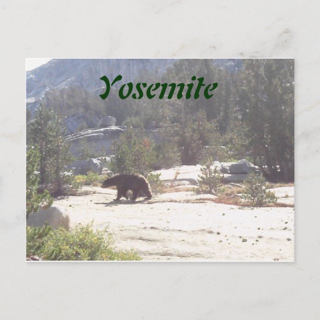 Postal oso, Yosemite (Anverso)