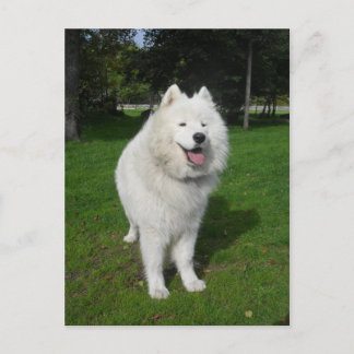 Postal Osos de hielo…