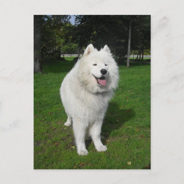 Postal Osos de hielo… (Anverso)