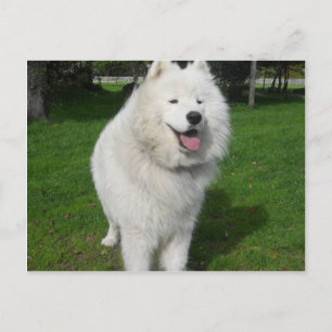 Postal Osos de hielo…