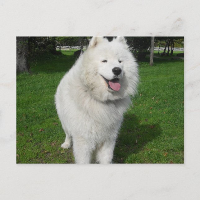 Postal Osos de hielo… (Anverso)