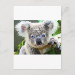 Postal Osos de koala